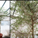 Lost Biblical tree resurrected from 1,000-year-old mystery seed found in the Judean Desert